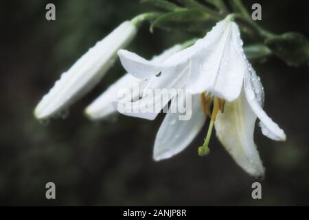 Dettaglio artistico di un fiore di Magnolia con le goccioline d'acqua. Bianco fiori di magnolia su uno sfondo scuro. Scende vicino fino dopo la pioggia. Messa a fuoco selettiva. Foto Stock