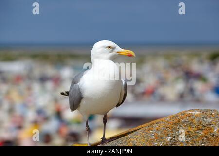 Seagull arroccato su un muro di pietra a North Beach, Borkum Foto Stock