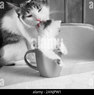 Caring cat mom si lecca il gattino che è seduto in una tazza alta. Foto Stock