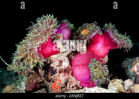 Maldive anemonefish, blackfinned anemonefish o blackfoot, anemonefish Amphiprion nigripes e il loro ospite magnifico mare anemone, Heteractis magnif Foto Stock