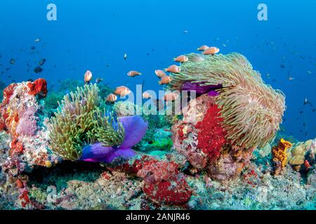 Maldive anemonefish, blackfinned anemonefish o blackfoot, anemonefish Amphiprion nigripes e il loro ospite magnifico mare anemone, Heteractis magnif Foto Stock