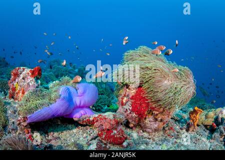 Maldive anemonefish, blackfinned anemonefish o blackfoot, anemonefish Amphiprion nigripes e il loro ospite magnifico mare anemone, Heteractis magnif Foto Stock