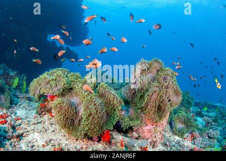 Maldive anemonefish, blackfinned anemonefish o blackfoot, anemonefish Amphiprion nigripes e il loro ospite magnifico mare anemone, Heteractis magnif Foto Stock