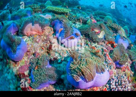 Maldive anemonefish, blackfinned anemonefish o blackfoot, anemonefish Amphiprion nigripes e il loro ospite magnifico mare anemone, Heteractis magnif Foto Stock