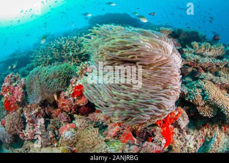 Magnifico mare anemone, Heteractis magnifica, Maldive, Oceano Indiano Foto Stock