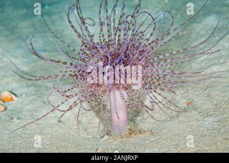 Anemone a cilindro o tubo colorato anemone, Cerianthus membranaceus, Mitigliano grotta, Punta Campanella riserva marina, Massa Lubrense, Sorrento Peninsu Foto Stock