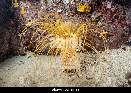 Anemone a cilindro o tubo colorato anemone, Cerianthus membranaceus, Dubrovnik, Croazia, Mare Adriatico, Mar Mediterraneo, Oceano Atlantico Foto Stock