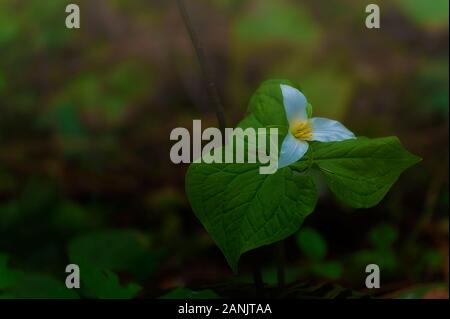 Un trillium fiore che sboccia nel Siuslaw National Forest sul sentiero di Cape Lookout. Foto Stock