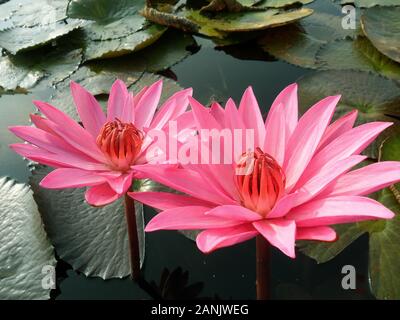 Coppia di bella rosa in fiore fiori di loto nello stagno Foto Stock