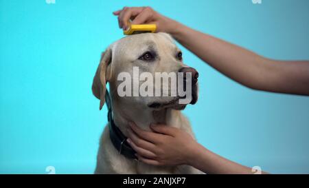 Cura la pettinatura proprietario labrador Pelliccia di cane, toelettatura pulizia delle apparecchiature slicker brush Foto Stock