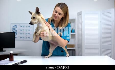 Tipo vet medico stroking divertente cane a animal clinic checkup, cura personale Foto Stock
