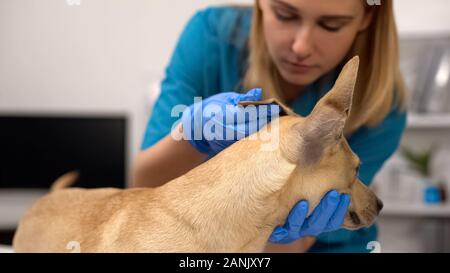 Professional controllo veterinario cani orecchie, preventivo esame del benessere Foto Stock