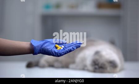 Mano nel guanto che illustra pillole o vitamine per animali domestici, grigio Gatto sdraiato su sfondo Foto Stock