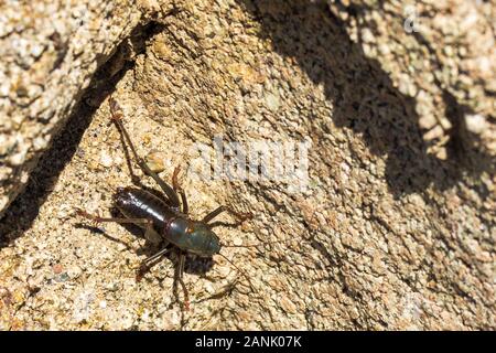 Il Mormon Cricket con sfondo di roccia Foto Stock