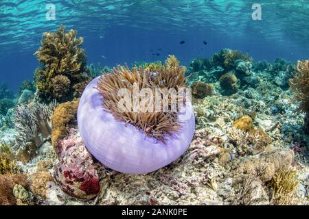 Un sano Coral reef vive nel Parco Nazionale di Komodo, Lesser Sunda Islands, Indonesia, Indo-pacifico Ocean Foto Stock