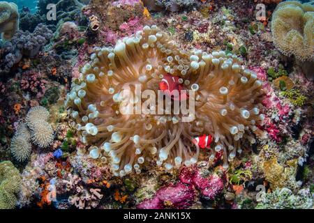 Una coppia di Spinecheek anemonefish, Premnas biaculeatus, nuotare sopra il loro bellissimo anemone host a Wakatobi. National Park, Indonesia, Indo-pacifico Ocea Foto Stock