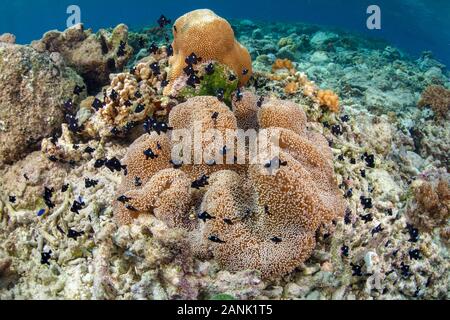 I capretti tre-spot castagnole (Dascyllus trimaculatus) gravitano attorno un anemone in acque poco profonde vicino Alor, Indonesia, Indo-pacifico Ocean Foto Stock