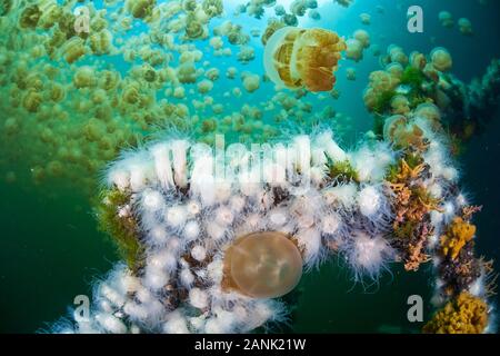 Di piccole dimensioni e di colore bianco anemoni endemiche (Entacmaea medusivora) crescere in un isolato lago marino in Palau, Micronesia, Oceano Pacifico. Questi anemoni feed su th Foto Stock
