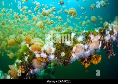 Di piccole dimensioni e di colore bianco anemoni endemiche (Entacmaea medusivora) crescere in un isolato lago marino in Palau, Micronesia, Oceano Pacifico. Questi anemoni feed su th Foto Stock