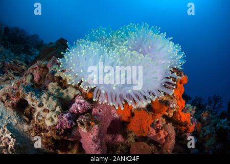Un magnifico sbiancato anemone marittimo, Heteractis magnifica, si trova su una scogliera al largo della costa di Sulawesi in Indonesia Foto Stock