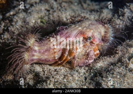 Anemone granchio eremita, Dardano pedunculatus, esplorare al di sopra del fondo marino in notturna a Wakatobi. National Park, Indonesia, Indo-pacifico Ocean Foto Stock