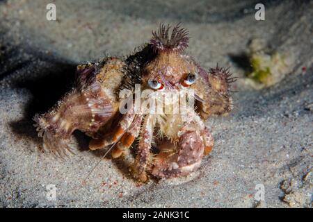 Anemone granchio eremita, Dardano pedunculatus, striscia su un fondale sabbioso di notte nei pressi di Alor, Indonesia, Indo-pacifico Ocean Foto Stock