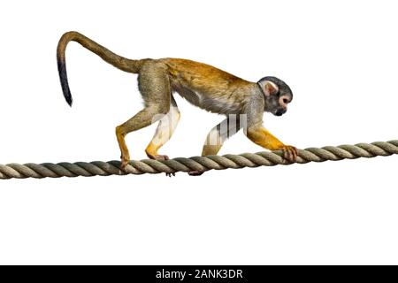 Nero-capped Scimmia di scoiattolo / peruviana di Scimmia di scoiattolo (Saimiri boliviensis peruviensis) camminare su corda nel contenitore aperto allo zoo / parco animale aga Foto Stock