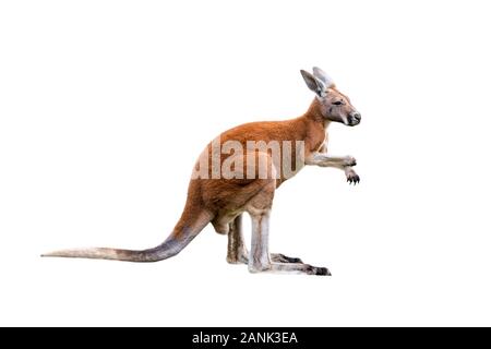 Canguro rosso (Macropus rufus) maschio, nativo di Australia contro uno sfondo bianco Foto Stock