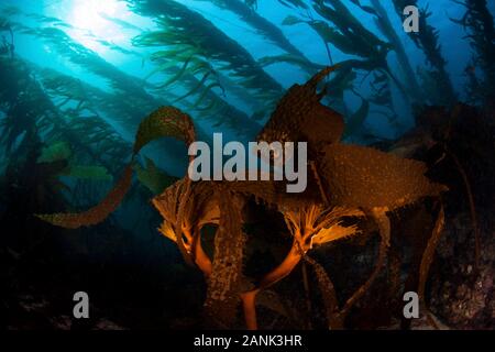 Una foresta di kelp cresce su un fondo roccioso vicino al Santa Barbara Island, Channel Islands National Park, California, USA, Oceano Pacifico Foto Stock