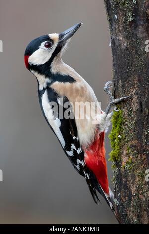 Picchio rosso maggiore maschio, Dendrocopos major, appollaiato su un vecchio tronco con moss Foto Stock