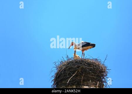 Stork's Nest in Riedlingen, Riedlingen è una città in Germania con molti luoghi di interesse storico Foto Stock