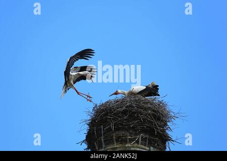 Stork's Nest in Riedlingen, Riedlingen è una città in Germania con molti luoghi di interesse storico Foto Stock