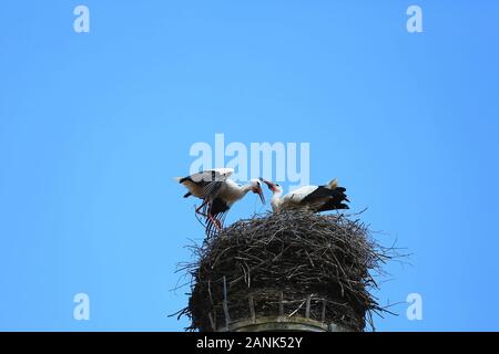 Stork's Nest in Riedlingen, Riedlingen è una città in Germania con molti luoghi di interesse storico Foto Stock