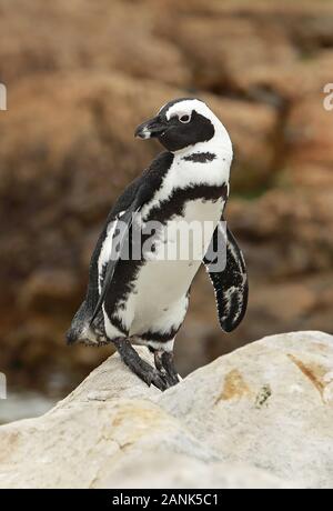 Pinguino africano (Spheniscus demersus) adulto permanente sulla roccia Western Cape, Sud Africa Novembre Foto Stock