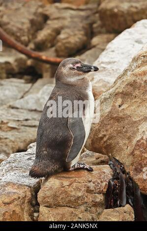 Pinguino africano (Spheniscus demersus) capretti permanente sulla roccia Western Cape, Sud Africa Novembre Foto Stock