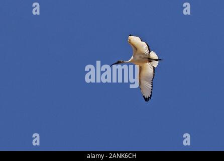 Africa ibis sacri (Threskiornis aethiopicus) adulto in volo Karoo, Sud Africa Novembre Foto Stock