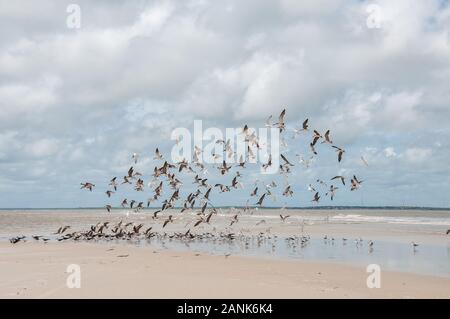 Gli uccelli volano sulla spiaggia sull'isola di Algodoal, nello Stato di Pará, Brasile, nel febbraio 2015 Foto Stock