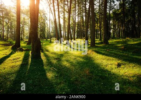 Bosco Magico nel sole del mattino. Forest Fairy in primavera. Il pittoresco giorno e una stupenda scena. Immagine stupenda. Vacanze outdoor. Ubicazione Italia al Foto Stock