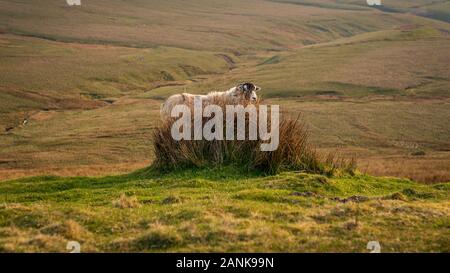 Una pecora cercando di nascondere dietro una bussola, visto vicino Barras, Cumbria, England, Regno Unito Foto Stock