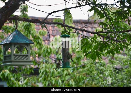 Un adulto (cardellino Carduelis carduelis) bird con un juvenlie finch, sia seduto su un giardino bird feeder riempito con semi di girasole. L'alimentatore appendere Foto Stock