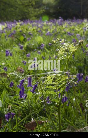 Una foresta verde felce (bracken - Pteridium aquilinum), drappeggiati con ragnatele (ragnatele) e incandescente nella luce del sole di primavera su un suolo della foresta. Inglese fru Foto Stock