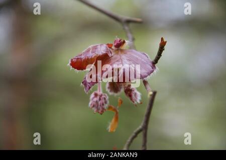 Il famoso rosso / marrone foglie su un rame faggio (Fagus sylvatica f. purpurea). Giovane e fresca la crescita - foglie dispiegarsi dai boccioli; morbido e peloso, pellicce Foto Stock