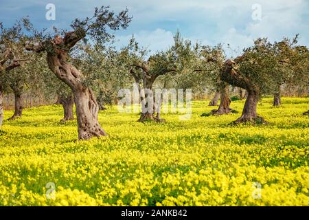 Impressionanti vedute dei campi di olivi. Il pittoresco giorno e una stupenda scena. Forest Fairy in primavera. Ubicazione Posto isola di Sicilia, l'Italia, l'Europa. Me Foto Stock