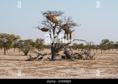 Nido di un tessitore sociale Bird su un albero in una savana africana paesaggio nel Parco Nazionale di Etosha, Namibia, Africa Foto Stock