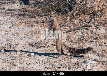 Capo di massa permanente scoiattolo nel Parco Nazionale Etosha, Namibia, Africa, nome latino Xerus inauris Foto Stock