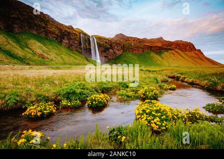 Bella vista del fiore del campo di colore verde in presenza di luce solare. Drammatica e una stupenda scena. Popolare attrazione turistica. Posizione luogo famoso Seljalandsfoss waterfa Foto Stock