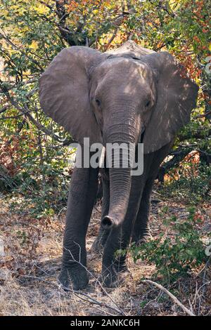 Elefante africano in piedi nella boccola, Moremi Game Reserve, Okavango Delta, Botswana Foto Stock