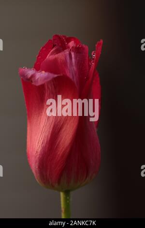 Primo piano tulipano rosso su sfondo scuro Foto Stock