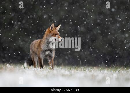 Red Fox (Vulpes vulpes vulpes) durante la nevicata, Eifel, Renania-Palatinato, Germania Foto Stock