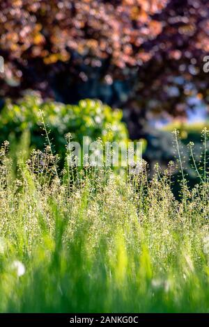 Fresh erba alta tra gli alberi del parco. Grande mattina di sole meteo. splendida all aperto con sfondo sfocato Foto Stock